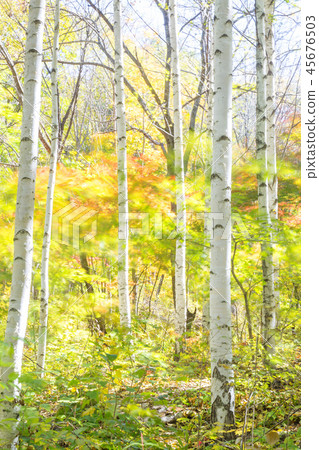 Gangwon-do, Korea, Inje, Won Deputy, Birch, Forest Gangwon-do, Korea, Inje, Won Deputy, Birch, Forest 45676503