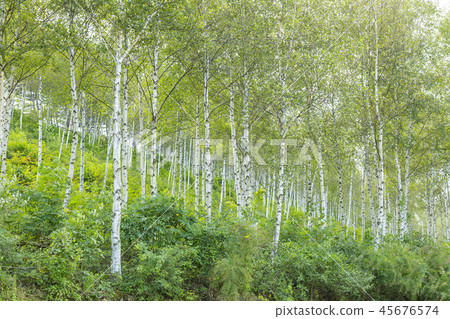 江原道,韓國,Inje,贏得代理,樺木,森林 江原道,韓國,Inje,贏得代理,樺木,森林 45676574