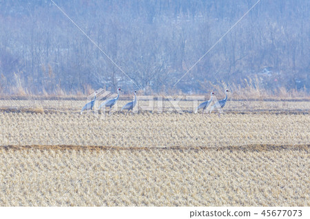 Gangwon-do, Korea, Cheorwon, Demilitarized Zone 45677073