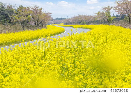 Jeju Island, Korea, Seogwipo, Noksan-ro, rapeseed flowers Jeju Island, Korea, Seogwipo, Noksan-ro, rapeseed flowers 45678018