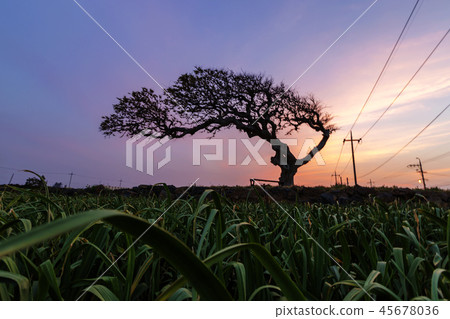 tree, old tree 45678036