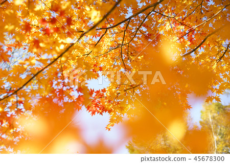 I look up at the autumn leaves 45678300
