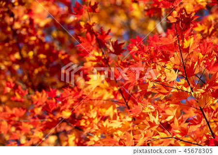 Bright autumn leaves Bright autumn leaves 45678305