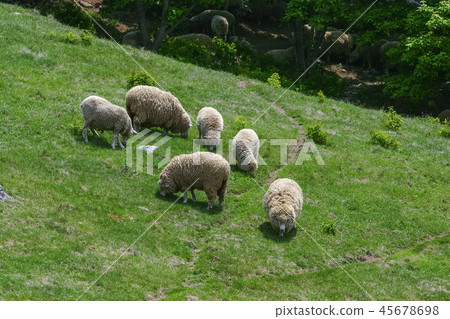 Gangwon Province, Korea, Daegwallyeong, Sheep Ranch 45678698