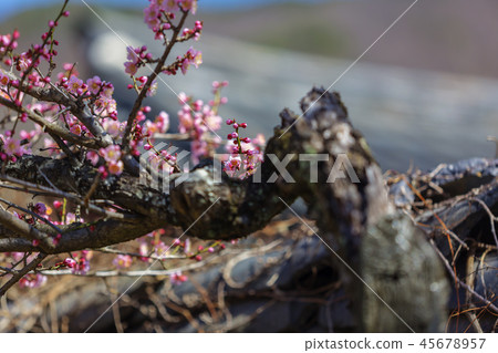 Jeollanam-do,韓國,Suncheon,Sun-am Jeollanam-do,韓國,Suncheon,Sun-am 45678957