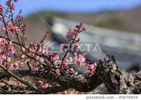Jeollanam-do，韓國，Suncheon，Sun-am 45678959