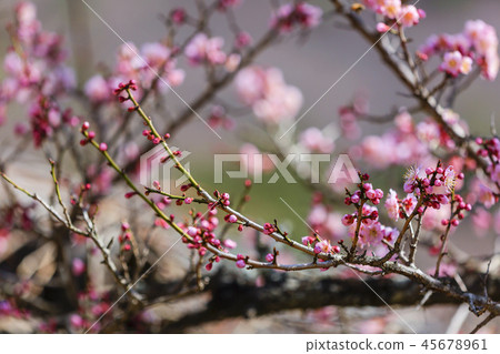 Jeollanam-do, Korea, Suncheon, Sun-am Jeollanam-do, Korea, Suncheon, Sun-am 45678961