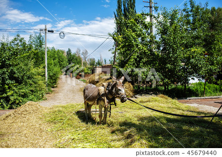 China, Qinghai Province, Qinghai Province, Qilian County, Xi'ai 45679440