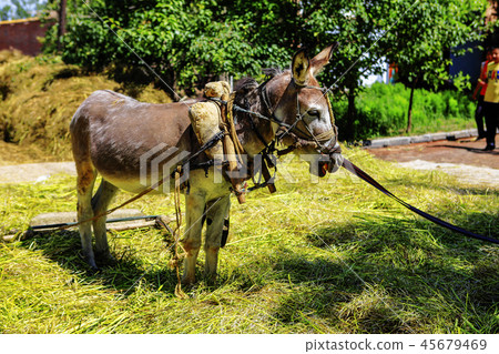 China, Qinghai Province, Qinghai Province, Qilian County, Xi'ai 45679469