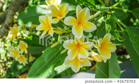 鮮豔的雞蛋花 鮮豔的雞蛋花 45679703