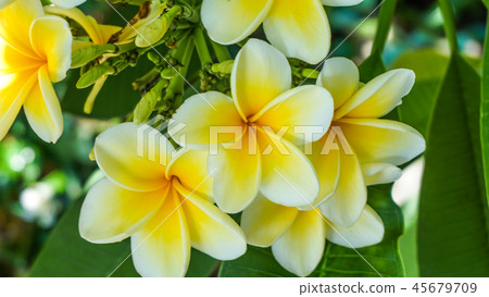 鮮豔的雞蛋花 鮮豔的雞蛋花 45679709