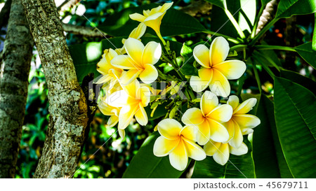 Clearly blooming plumeria Clearly blooming plumeria 45679711