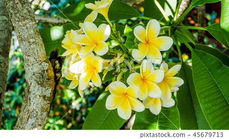 Clearly blooming plumeria 45679713