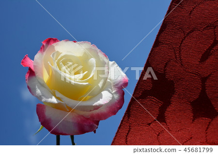 Rose flower and Japanese silk fabric, Japanese material, Japanese style background 45681799
