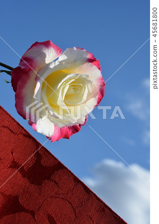 Rose flower and Japanese silk fabric, Japanese material, Japanese style background 45681800