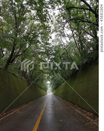 Danyang Moss Tunnel Danyang Moss Tunnel 45681804