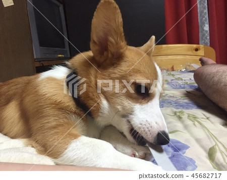 Corgi playing alone 45682717