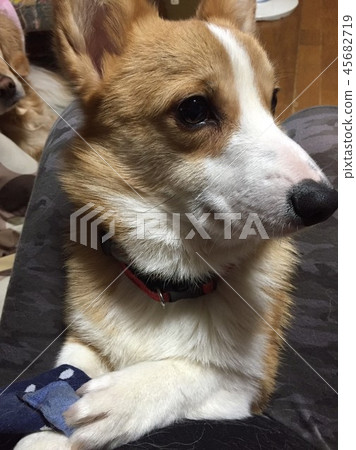 Twilight corgi 45682719