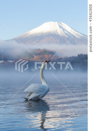 Swans and Mt. Fuji of Lake Yamanaka wrapped in morning mist 45682808