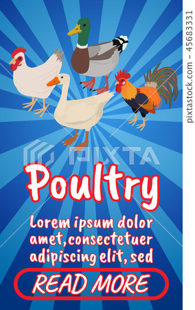 Poultry concept banner, comics isometric style Poultry concept banner, comics isometric style 45683331