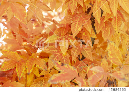 autumn yellow leaves textured background sunny light 45684263