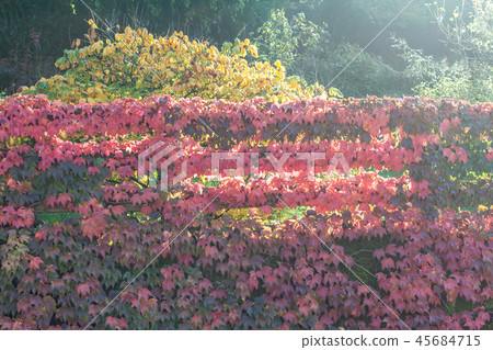 colorful red wild grape leaves textured background colorful red wild grape leaves textured background 45684715