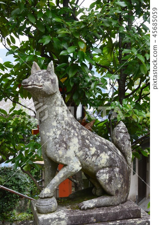 A statue of the fox of Wakamiya Inari Shrine (Near Kameyama company / Iraguro 2-chome Nagasaki prefecture Nagasaki prefecture) 45685059