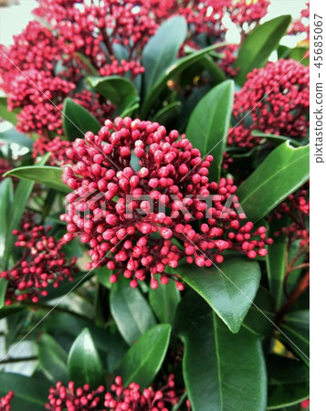 Skimia rubesta Skimia rubesta 45685067