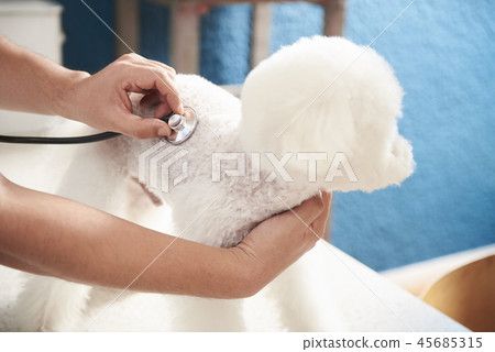 Hospital, veterinarian, puppy 45685315
