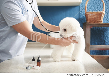 Hospital, veterinarian, puppy Hospital, veterinarian, puppy 45685340
