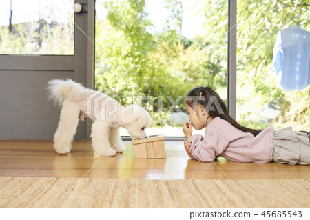 Puppy, girl, korean Puppy, girl, korean 45685543