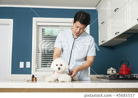 Hospital, veterinarian, puppy 45685557