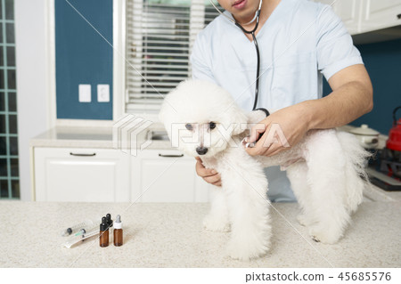 Hospital, veterinarian, puppy 45685576