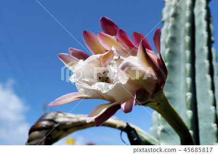 Pillar cactus flower Pillar cactus flower 45685817