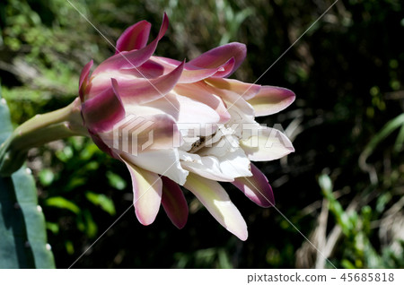 Pillar cactus flower Pillar cactus flower 45685818