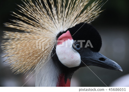 White-crowned crane 45686031