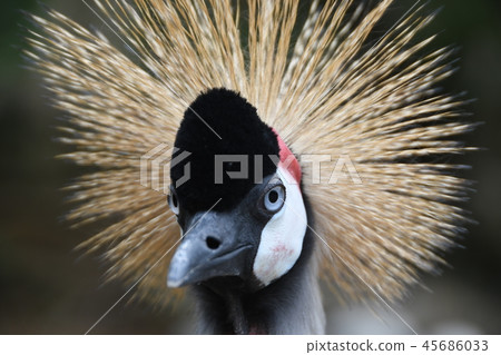 White-crowned crane 45686033