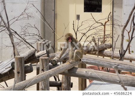 Japanese macaques Japanese macaques 45686224