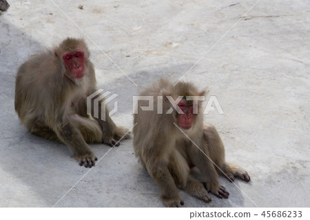 Japanese macaques Japanese macaques 45686233