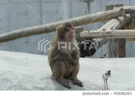 Japanese macaques Japanese macaques 45686263