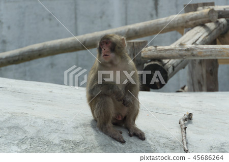 Japanese macaques Japanese macaques 45686264