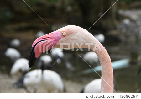Europe Flamingo Europe Flamingo 45686267