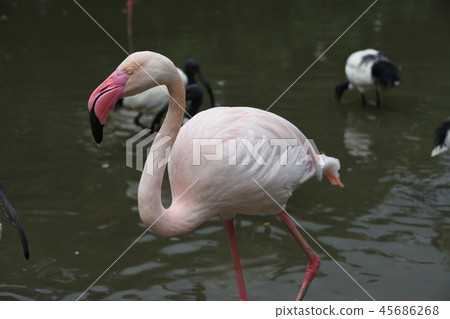 Europe Flamingo Europe Flamingo 45686268