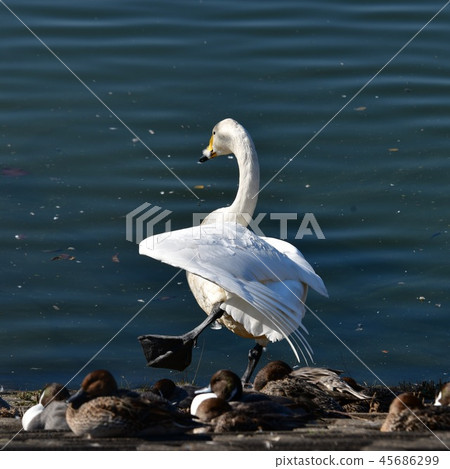 Wild bird image material, Oo swans adults, feathers, close wings, Shirai, Chiba prefecture, November 2018 45686299