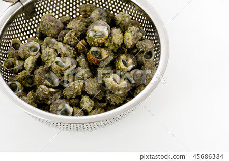 蒂姆鮑勒 45686384