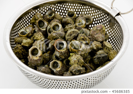 蒂姆鮑勒 45686385