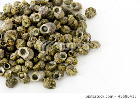 蒂姆鮑勒 45686413