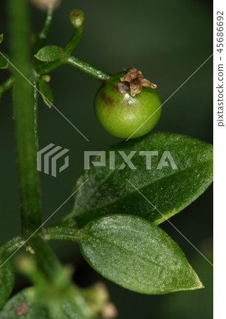 Nature Plants Red rind, a little colored fruit from late October. It ripens to black purple in winter Nature Plants Red rind, a little colored fruit from late October. It ripens to black purple in winter 45686692