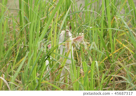 宮古島/山羊 宮古島/山羊 45687317