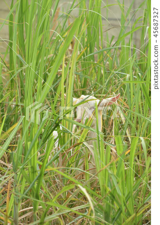 Miyakojima / Goat Miyakojima / Goat 45687327